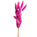 Buquê Rabo-de-Coelho Rosa Desidratado