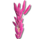 Buquê Rabo-de-Coelho Rosa Desidratado - foto 3