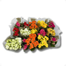 Caixa com 15 Kalanchoes Coloridas Sortidas Pote 6