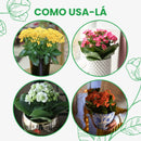 Caixa com 15 Kalanchoes Coloridas Sortidas Pote 6 - foto 3