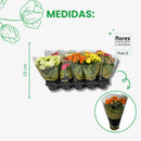 Caixa com 15 Kalanchoes Coloridas Sortidas Pote 6 - foto 2