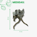 Raiz Natural de Congonhas para Terrário Modelo 1 - foto 2
