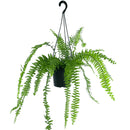 Samambaia Paulistinha Natural Pote 15