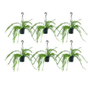 Kit 6 Samambaias Paulistinha Pote 15