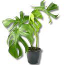 Costela-de-Adão Monstera Deliciosa Pote 17 - foto 2