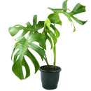 Costela-de-Adão Monstera Deliciosa Pote 17
