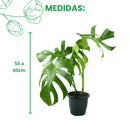 Costela-de-Adão Monstera Deliciosa Pote 17 - foto 3