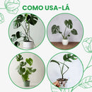 Mini Muda de Costela-de-Adão Pote 6 - foto 3