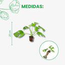 Mini Muda de Costela-de-Adão Pote 6 - foto 2