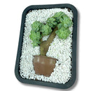 Bonsai de Suculenta Deitado Natural - foto 3