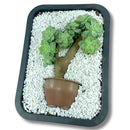 Bonsai de Suculenta Deitado Natural