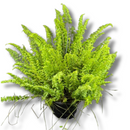 Samambaia Astro Natural Cuia 21