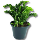 Samambaia Ermina Natural Pote 15