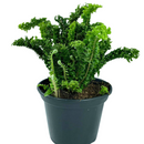 Samambaia Ermina Natural Pote 15 - foto 3