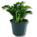 Samambaia Ermina Natural Pote 15 - foto 2