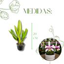 Muda de Orquídea Flor Branca ou Laranja