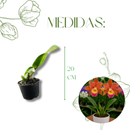 Muda de Orquídea Flor Branca ou Laranja - foto 2