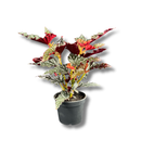 Planta Begônia Maculata Natural 40cm