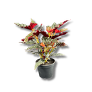 Planta Begônia Maculata Natural 40cm - foto 2