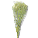 Buquê Gypsophila Mosquitinho Branco Desidratado - foto 3