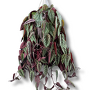 Planta Cissus Javana Pendente Cuia 21