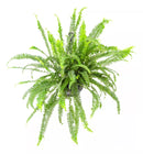 Samambaia Chiva Natural Cuia 21 - foto 3