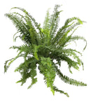 Samambaia Chiva Natural Cuia 21