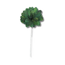 Flor de Folha Quina Desidratada Verde