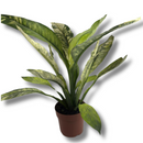 Planta Spathiphyllum Sensation Variegata Pote 17 - foto 3
