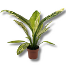 Planta Spathiphyllum Sensation Variegata Pote 17
