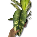 Planta Spathiphyllum Sensation Variegata Pote 17 - foto 2
