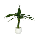 Planta Bambu da Sorte 3 Hastes em Vaso Autoirrigável - foto 3
