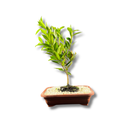 Bonsai Cerejeira Natural 35cm - foto 3
