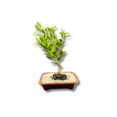 Bonsai Cerejeira Natural 35cm