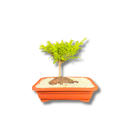 Bonsai Prateado Natural em Vaso Decorativo