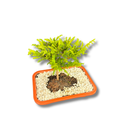 Bonsai Prateado Natural em Vaso Decorativo - foto 3