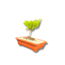 Bonsai Prateado Natural em Vaso Decorativo - foto 2