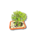 Bonsai Zimbro Natural com Pedrinhas - foto 3