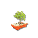 Bonsai Zimbro Natural com Pedrinhas - foto 2
