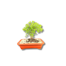 Bonsai Zimbro Natural com Pedrinhas