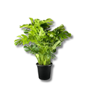 Costela-de-Adão Gigante Monstera Deliciosa Pote 30