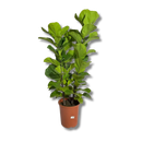 Planta Ficus Lyrata 3 Troncos 1 Metro Pote 24 - foto 3