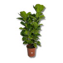 Planta Ficus Lyrata 3 Troncos 1 Metro Pote 24 - foto 2
