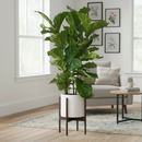 Planta Ficus Lyrata 3 Troncos 1 Metro Pote 24