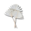 Kit 3 Latânias Leque Alvejadas Desidratadas 50cm