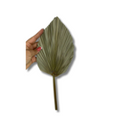 Mini Folha de Latânia Leque Pena Desidratada - foto 2