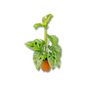 Mini Costela-de-Eva Monstera Adansonii Pote 11