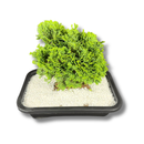 Planta Bonsai Anã Árvore Japonesa - foto 3