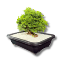 Planta Bonsai Anã Árvore Japonesa - foto 2