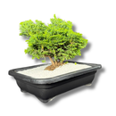 Planta Bonsai Anã Árvore Japonesa